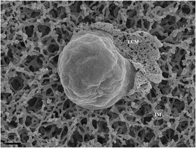 High-Resolution Insights Into the in vitro Developing Blood-Brain Barrier: Novel Morphological Features of Endothelial Nanotube Function